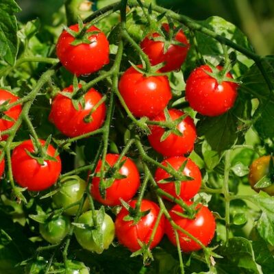 4th of July Tomato (Solanum lycopersicum