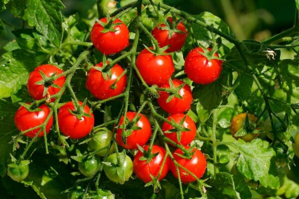 4th of July Tomato (Solanum lycopersicum