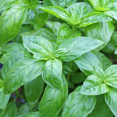Basil (Ocimum basilicum)