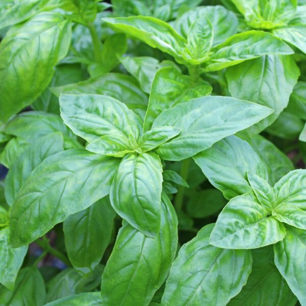 Basil (Ocimum basilicum)