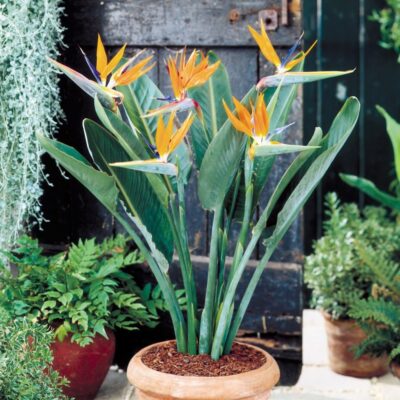 Bird of Paradise (Strelitzia reginae)