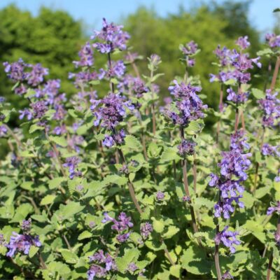 Catnip (Nepeta cataria)