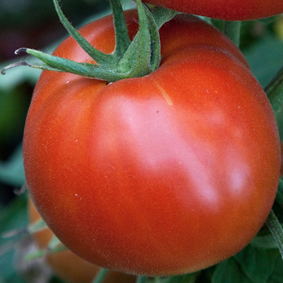 Celebrity Tomato (Solanum lycopersicum 'Celebrity')