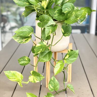 Golden Pothos