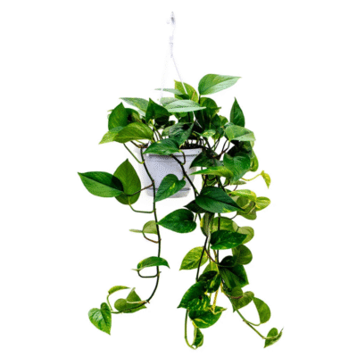 Green Pothos (Epipremnum aureum)