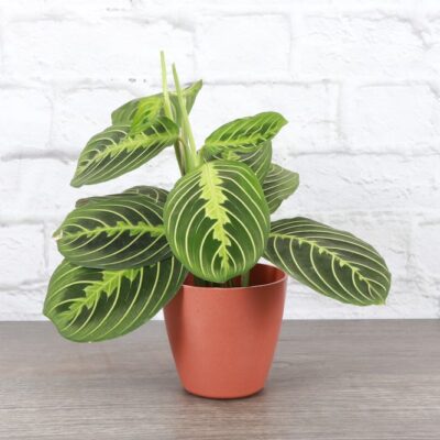 Lemon Lime Prayer Plant
