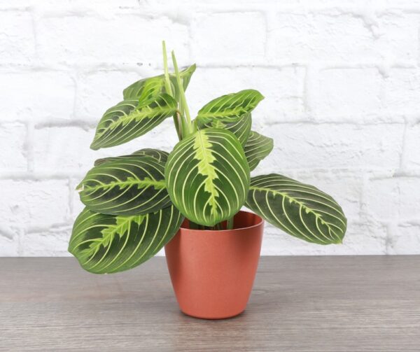 Lemon Lime Prayer Plant