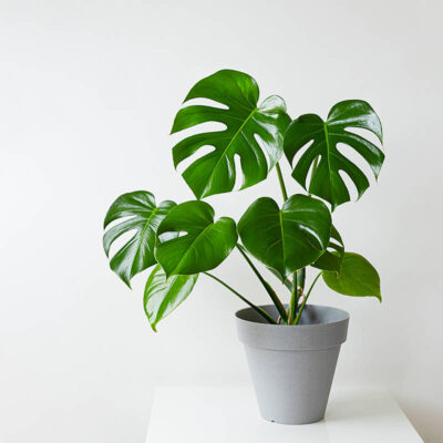 Monstera Deliciosa