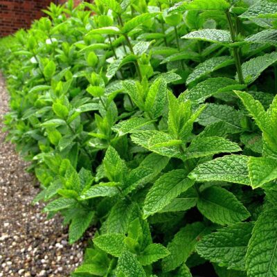 Peppermint (Mentha × piperita)