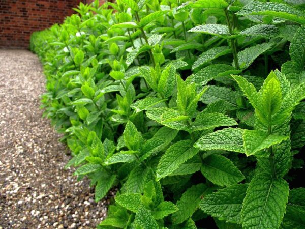 Peppermint (Mentha × piperita)