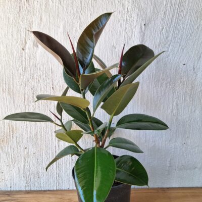Rubber Ficus (Ficus elastica)