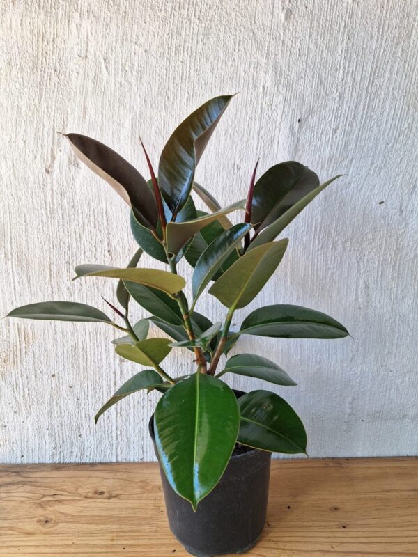 Rubber Ficus (Ficus elastica)