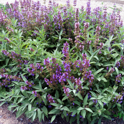Sage (Salvia officinalis)
