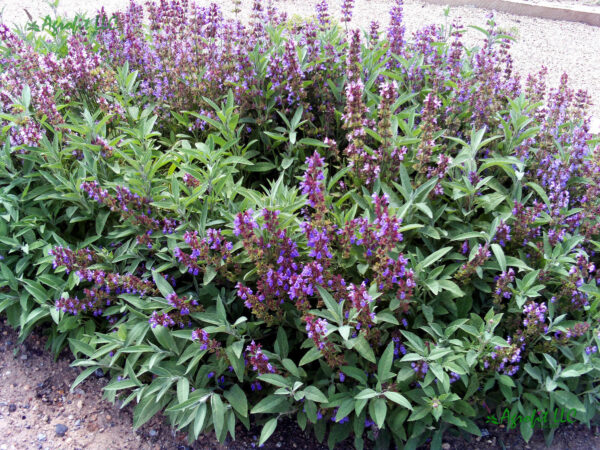 Sage (Salvia officinalis)