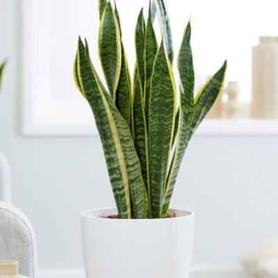 Snake Laurentii (Sansevieria trifasciata 'Laurentii')