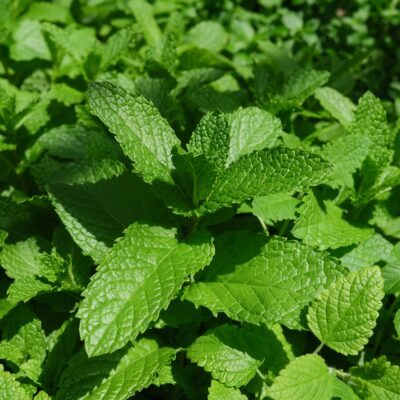 Sweet Mint (Mentha spicata)