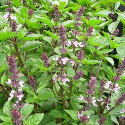 Thai Basil (Ocimum basilicum var. thyrsiflora)