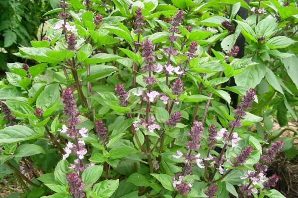 Thai Basil (Ocimum basilicum var. thyrsiflora)