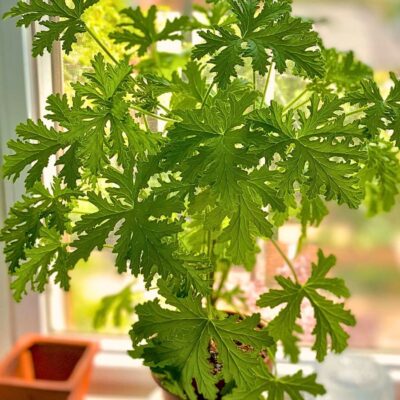Citronella (Mosquito Plant)