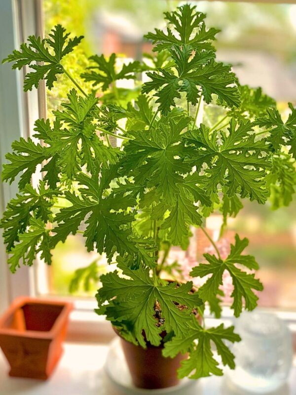 Citronella (Mosquito Plant)