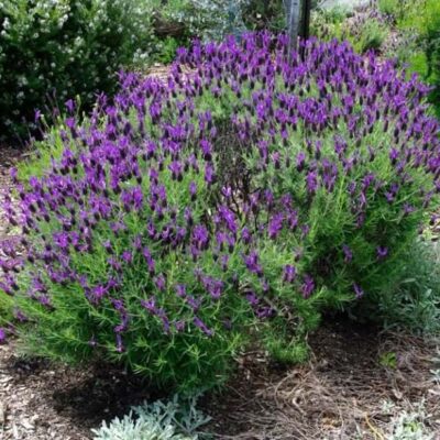 Spanish Lavender (Lavandula stoechas)