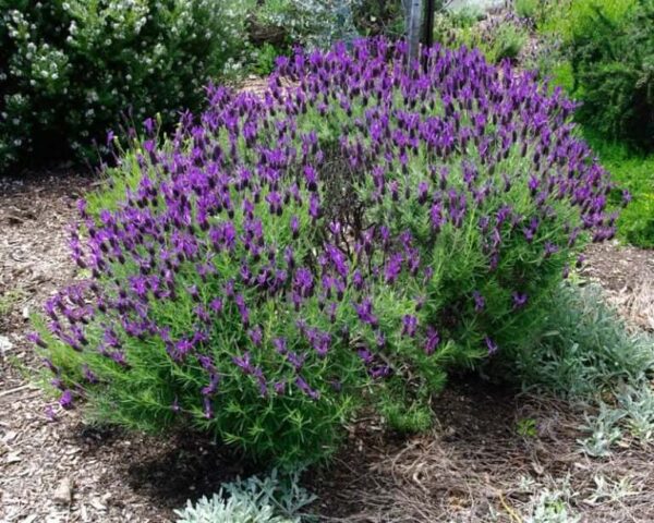 Spanish Lavender (Lavandula stoechas)