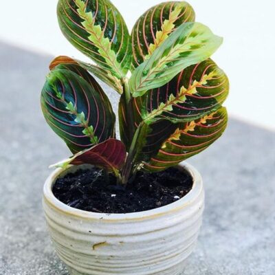 Red Prayer Plant (Maranta leuconeura 'Erythroneura')