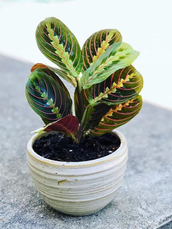 Red Prayer Plant (Maranta leuconeura 'Erythroneura')